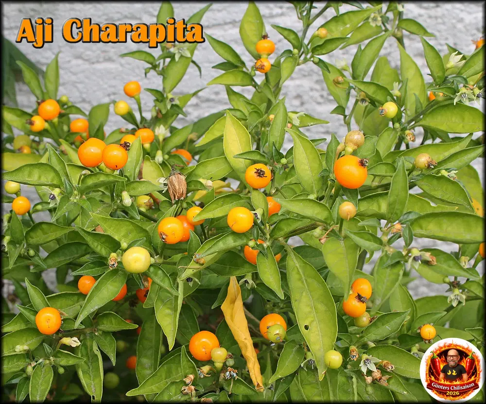 Aji Charapita 17082026_.webp