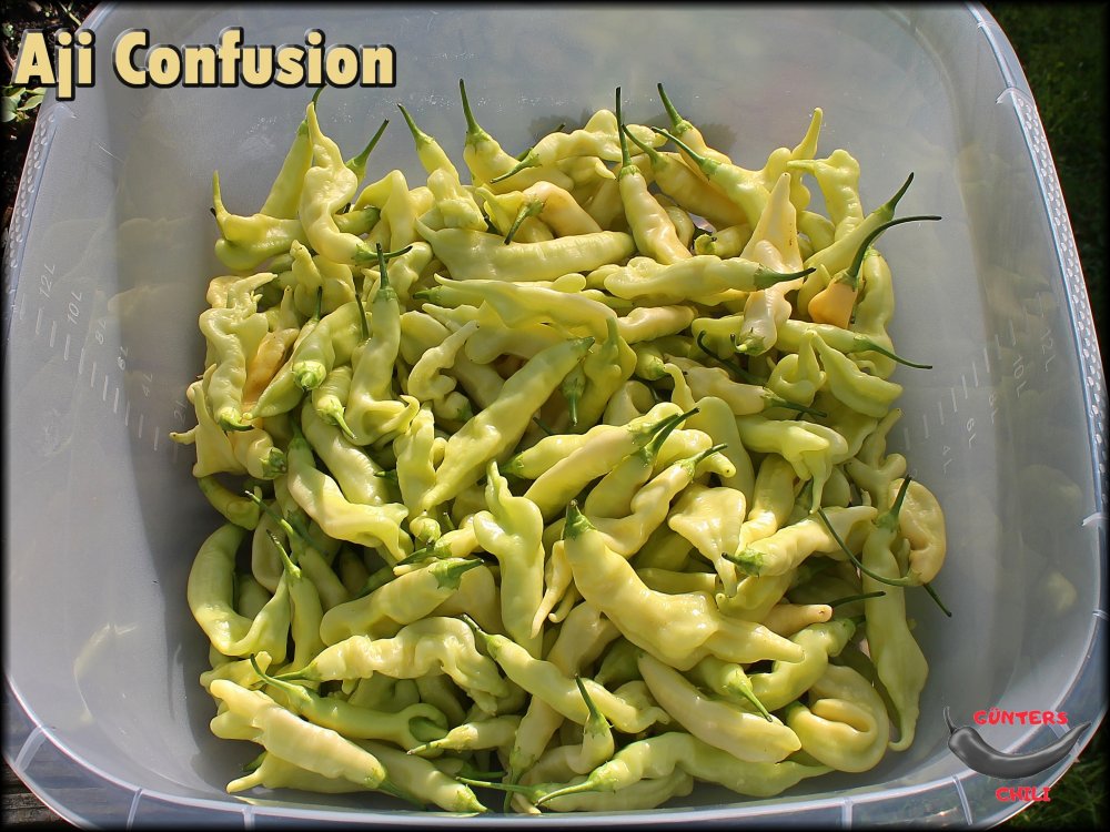 Aji Confusion Ernte 06102024_.jpg