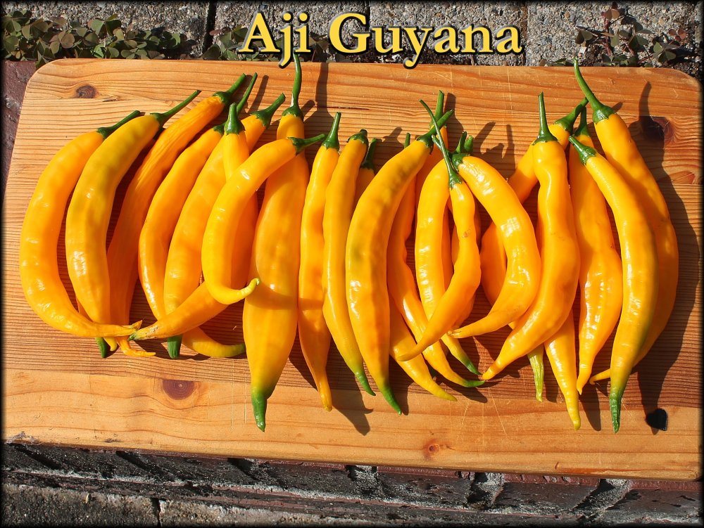 Aji Guyana 06092025_.jpg