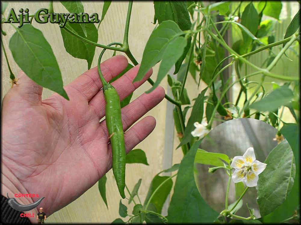 Aji Guyana Frucht+Blüte.jpg