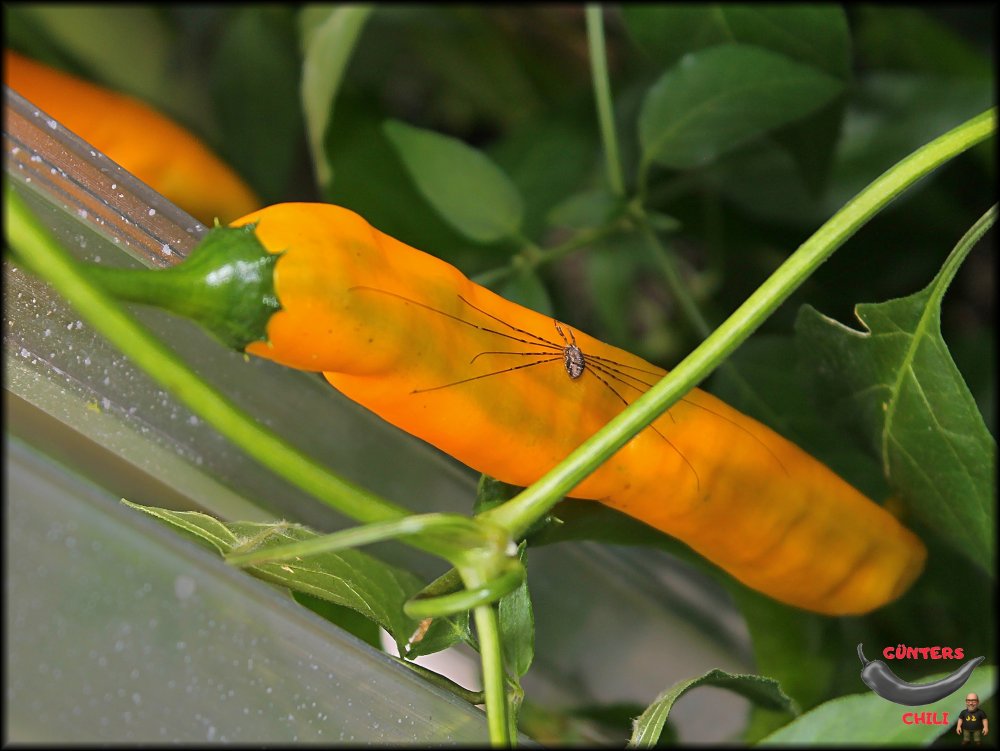 Aji Guyana + Spinne_.jpg