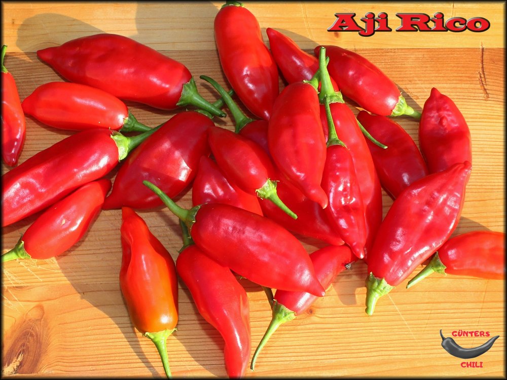 Aji Rico 31082021_.jpg