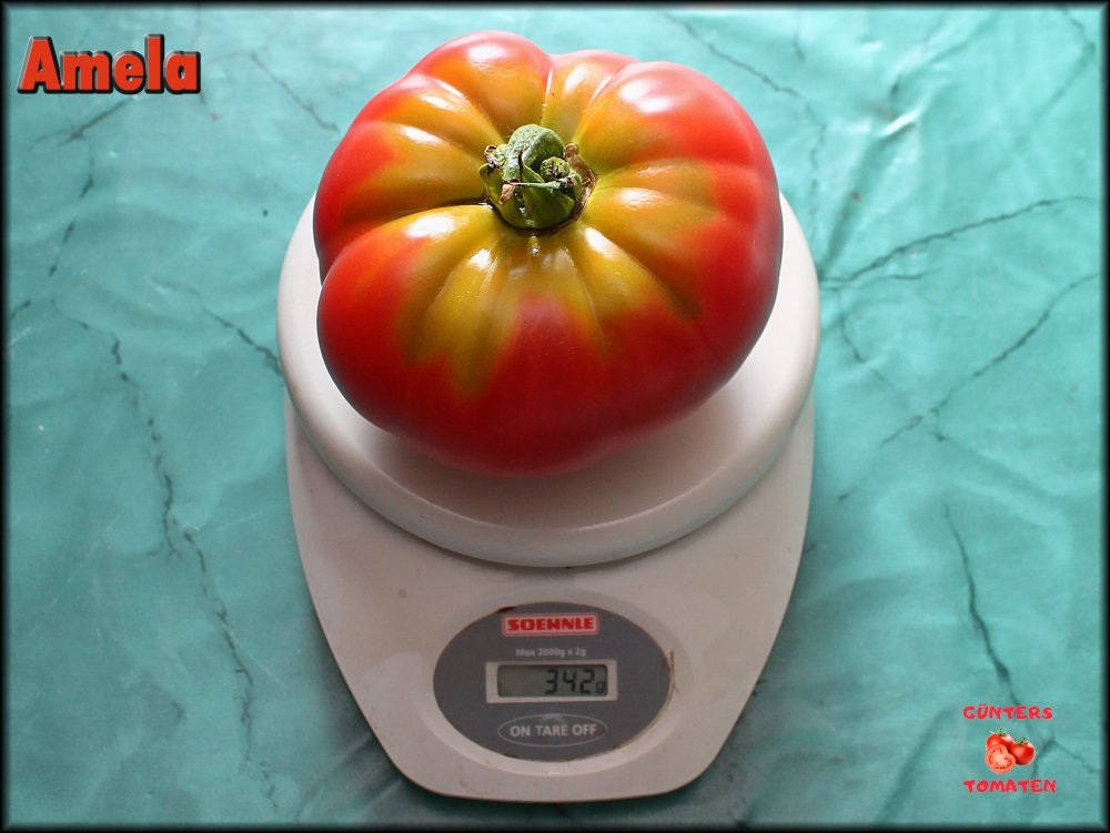 Amela  Tomate_.jpg