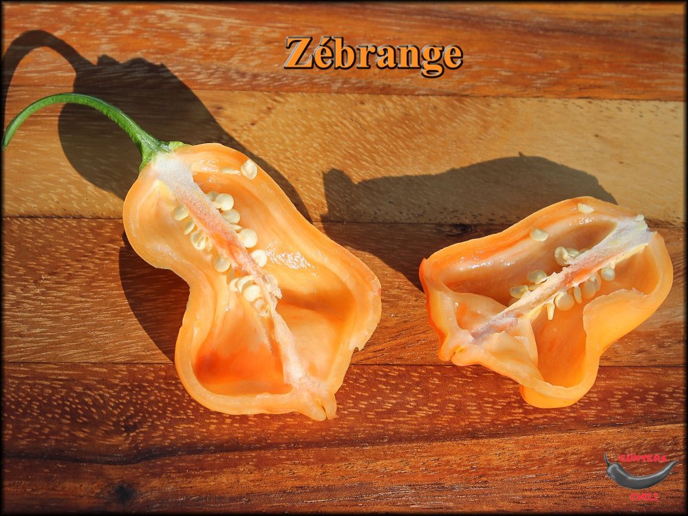Anschnitt Zebrange_.jpg