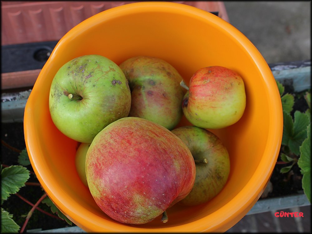 Apfel Ernte 16092023_.jpg