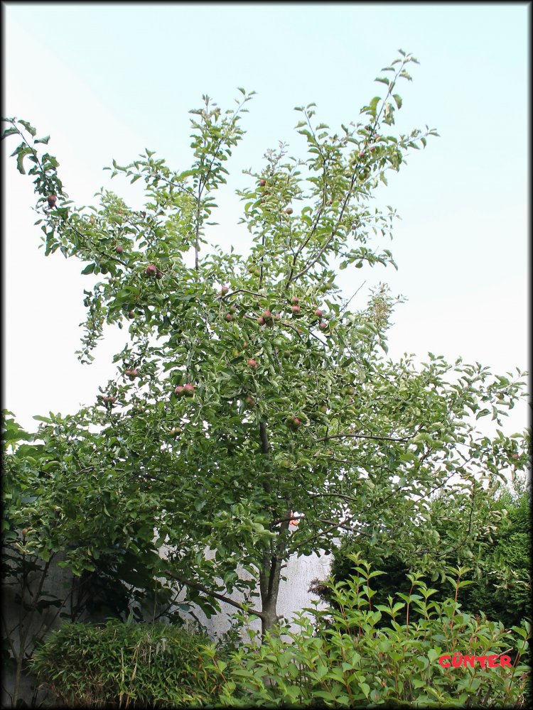Apfelbaum_30062022_.jpg