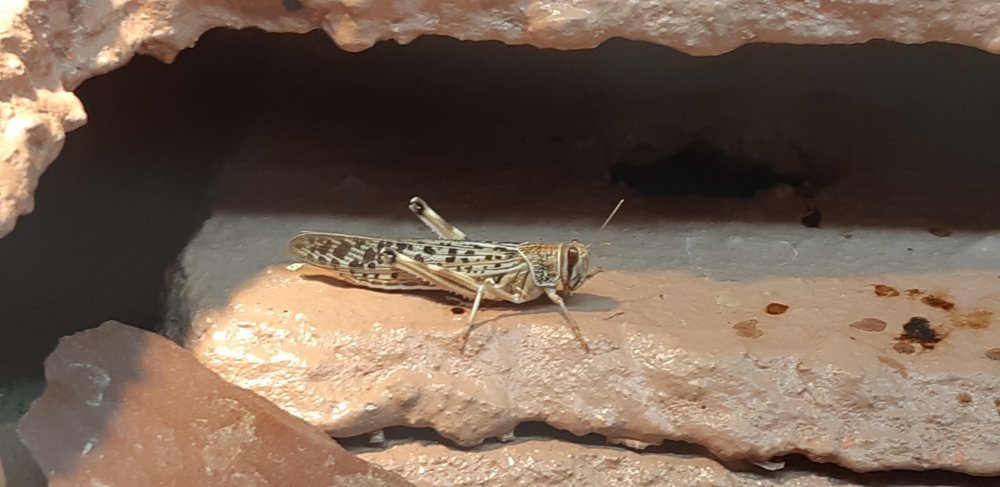 Ausgewachsen Terrarium.jpg