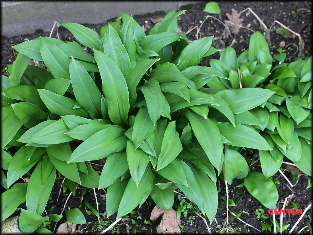 Bärlauch 01.03.2024_.jpg