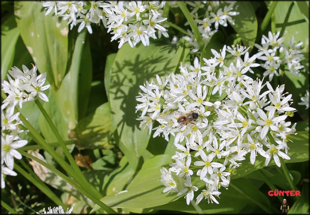 Bärlauch_22042026_.jpg