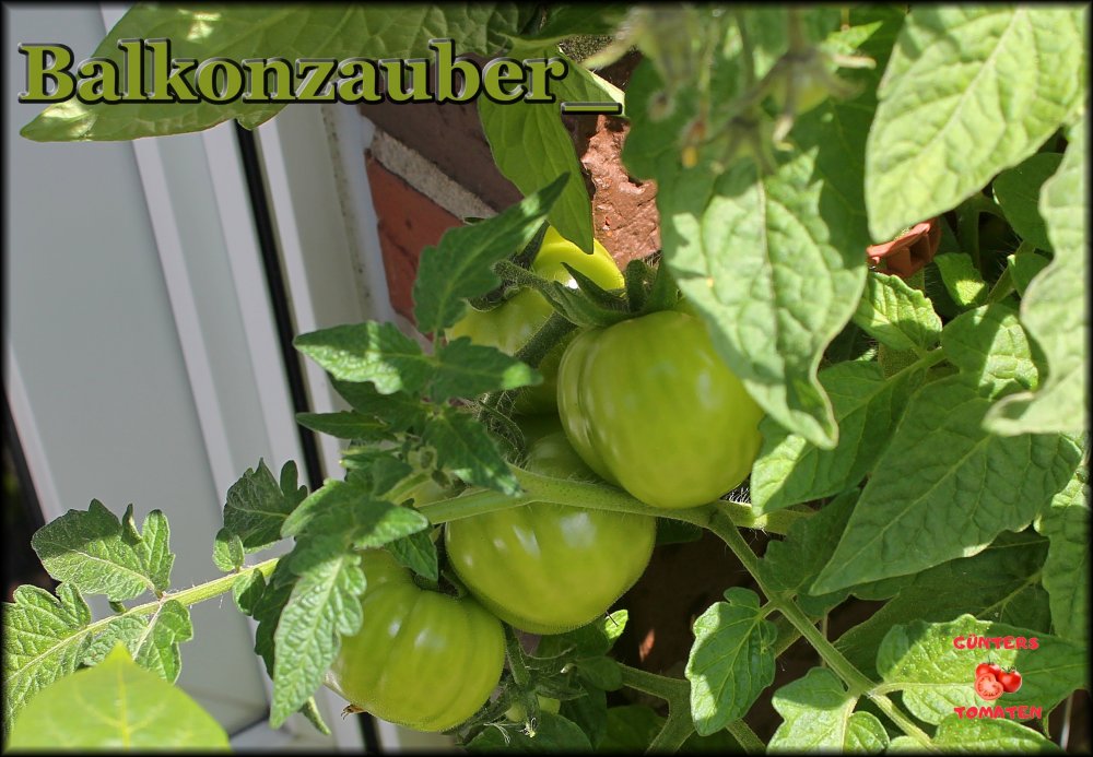 Balkonzauber_.jpg