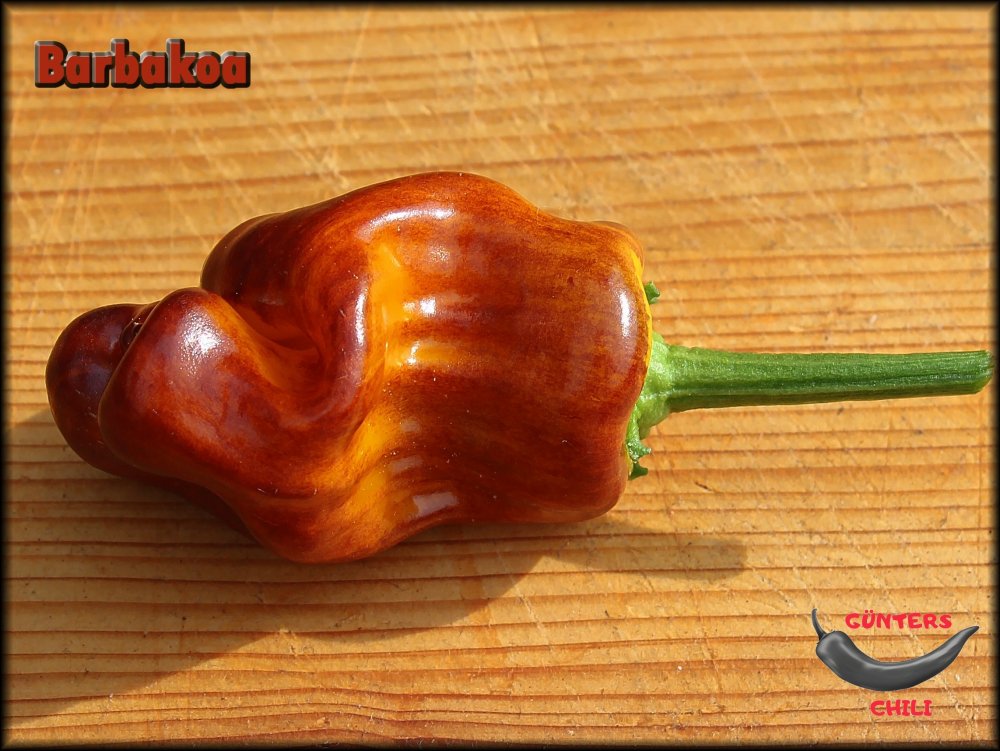 Barbakoa 07082024_.jpg