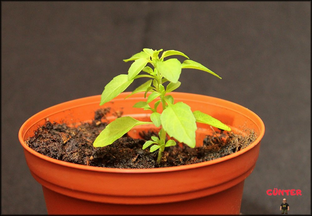 Basilikum 08042026_.jpg