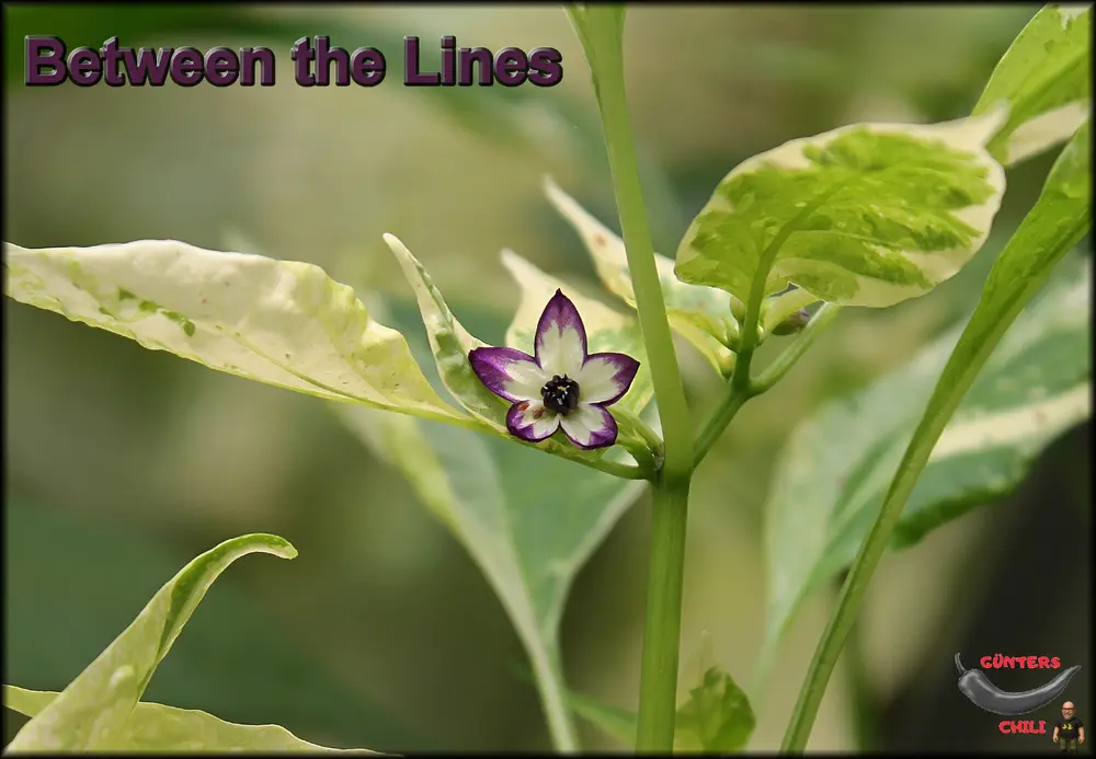 Between the Lines Blüte_.webp