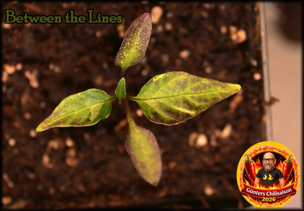 Between the Lines Keimling_.jpg