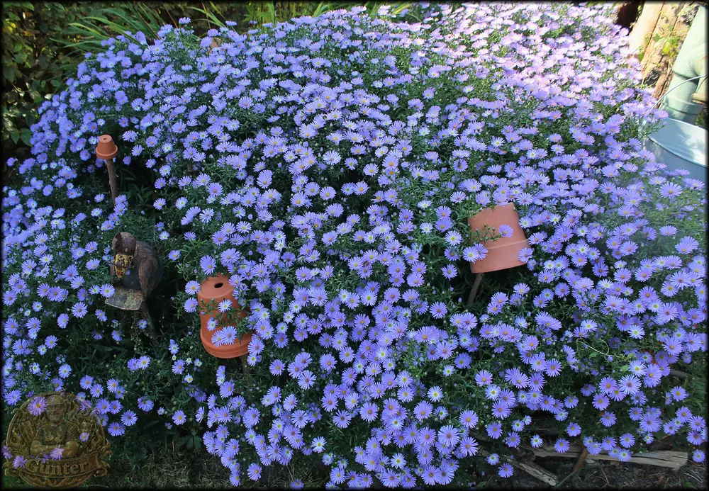 Bienen_30092026_.webp