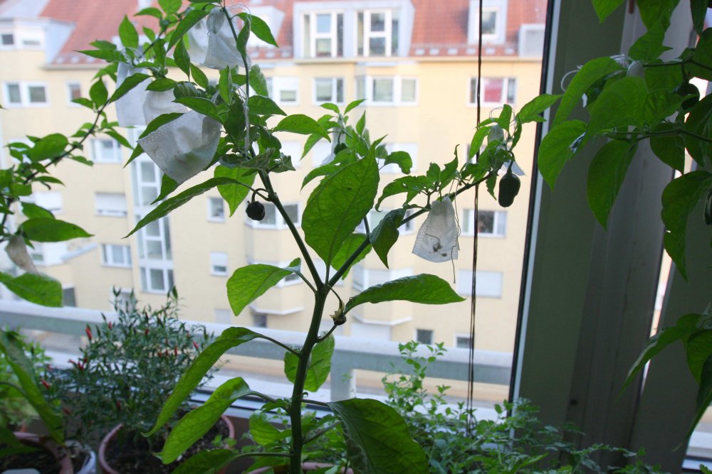 Black Fatalii.jpg