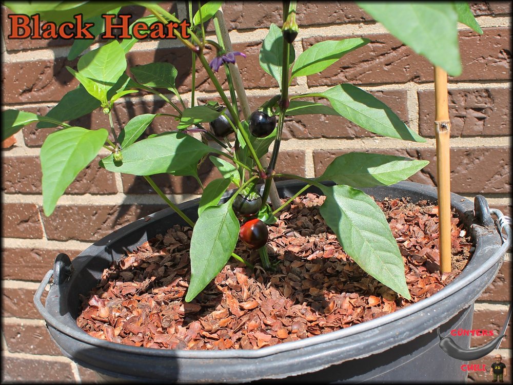 Black Heart 20.06.2025_.jpg