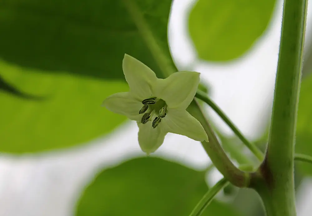 Blüte.webp