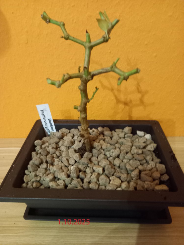 Bonbon Pefferoni.jpg