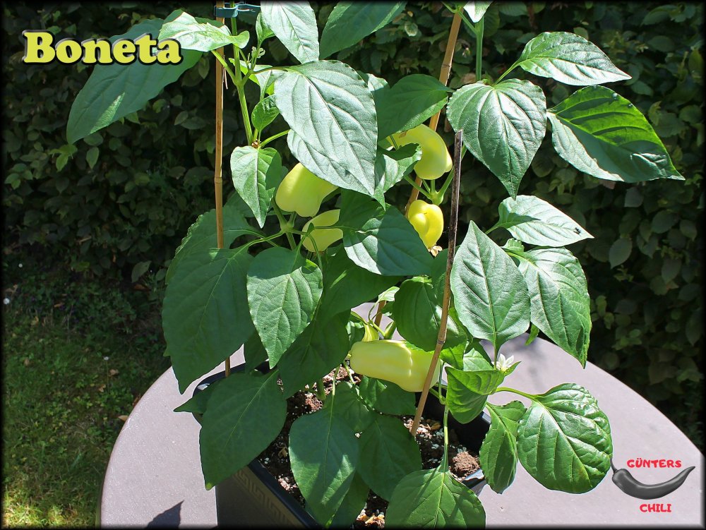 Boneta 17072022_.jpg