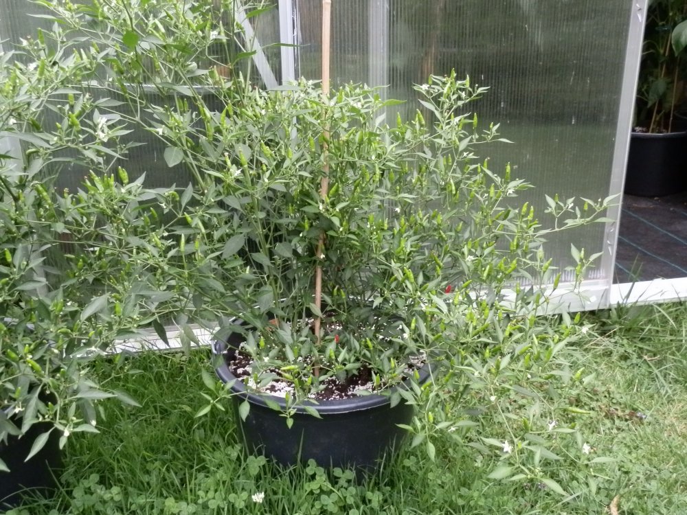 Bonsai 2013.JPG
