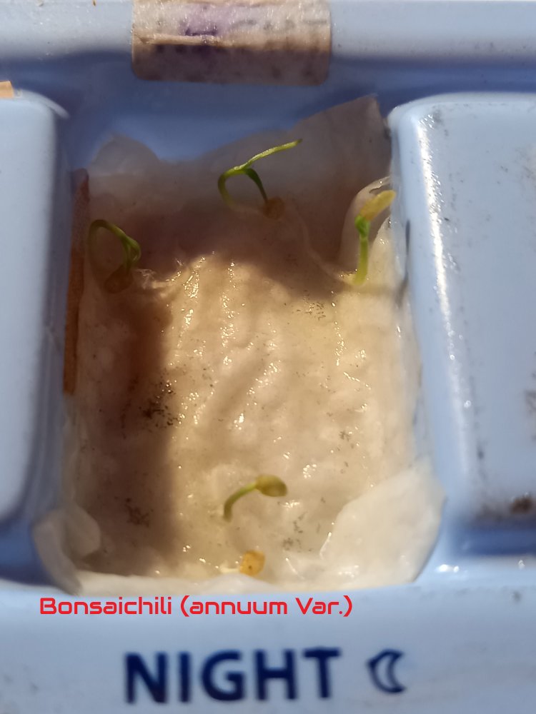 Bonsaichili(annuum var).jpg