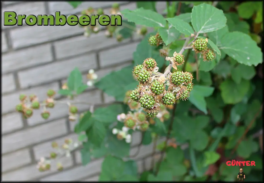 Brombeeren 08072026_.webp