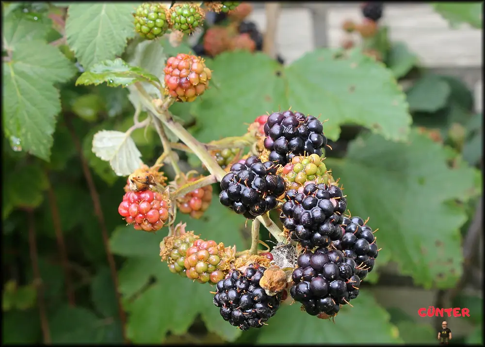 Brombeeren reifen_.webp