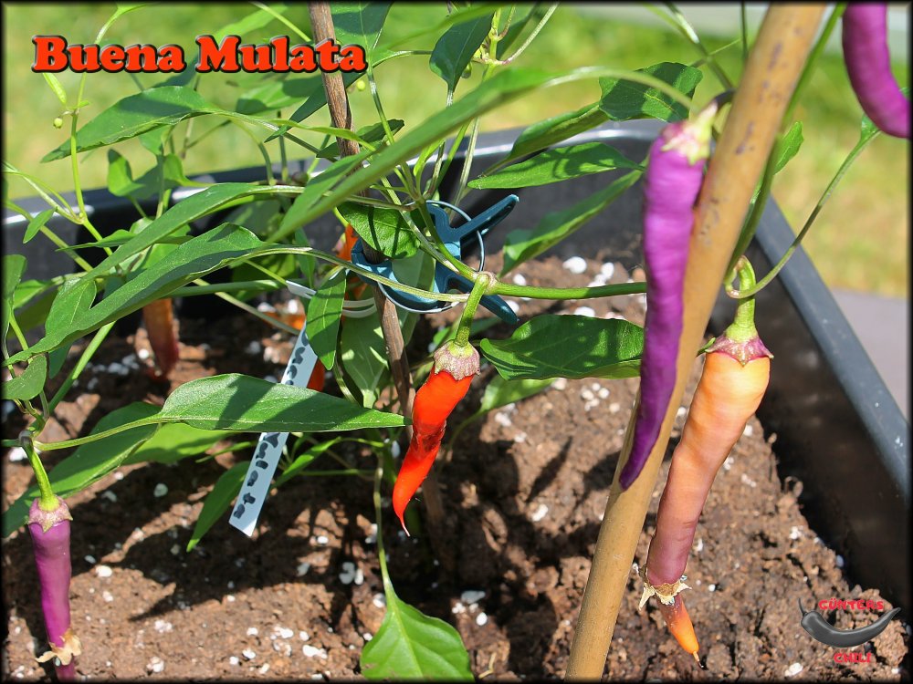 Buena Mulata_25062022_.jpg