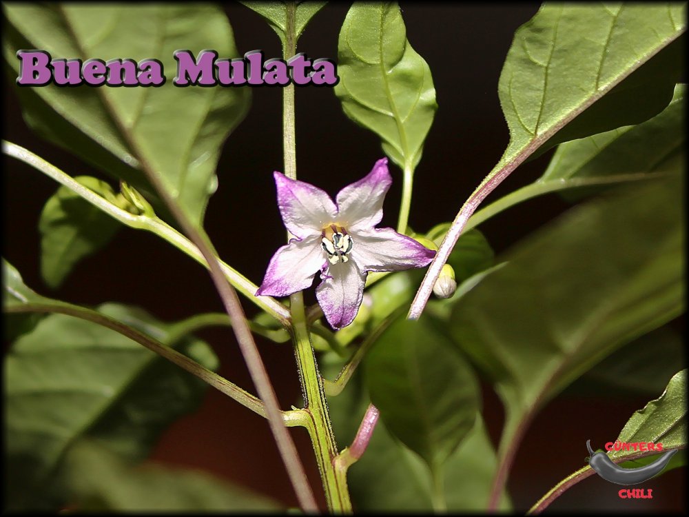 Buena Mulata_2_01042022_.jpg