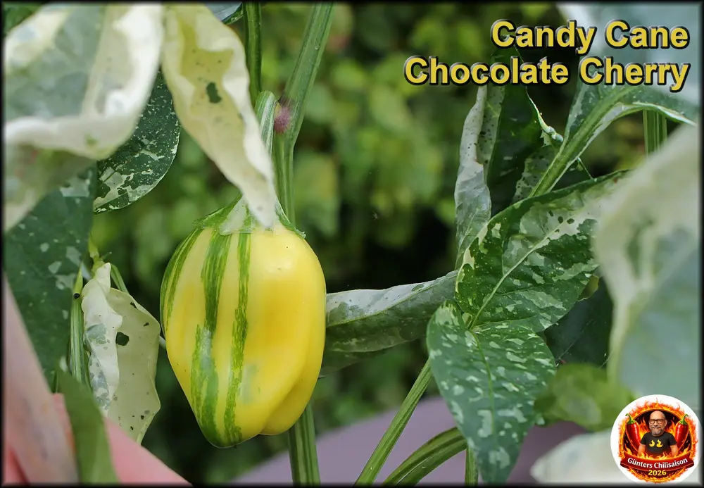 Candy Cane Chocolate Cherry Beere_.webp
