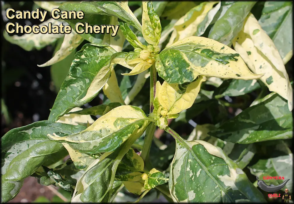 Candy Cane Chocolate Cherry Knospen_.webp
