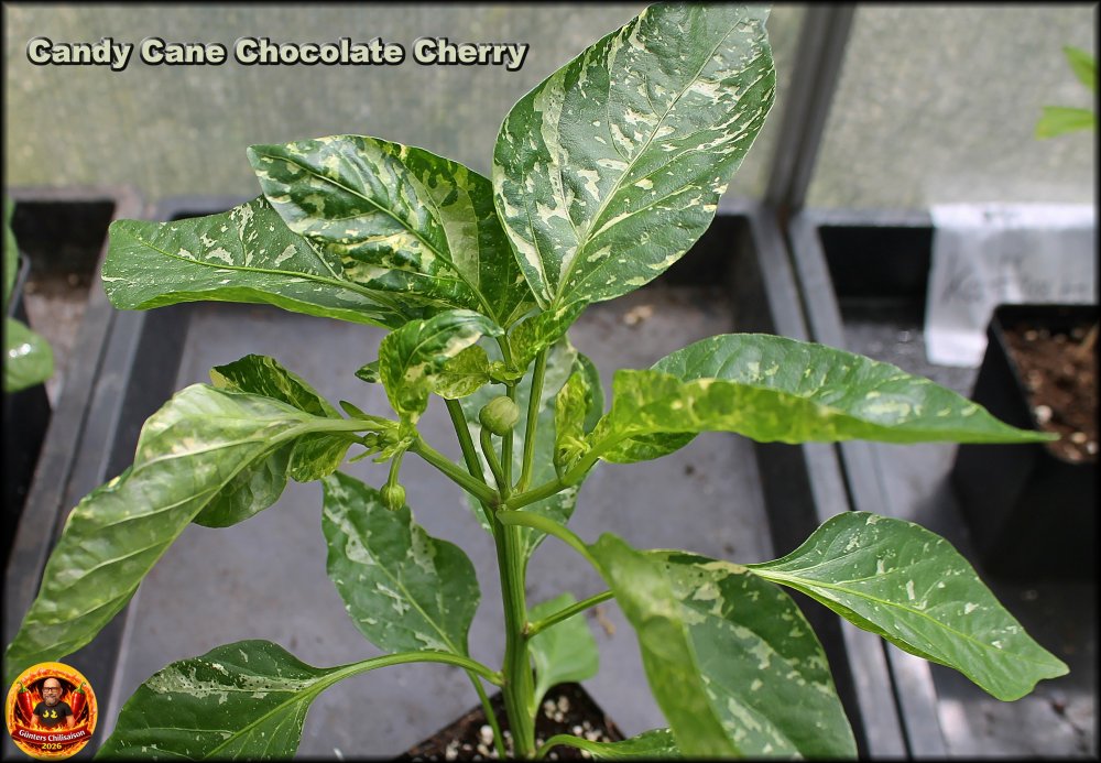 Candy Cane Chocolate Cherry_.jpg