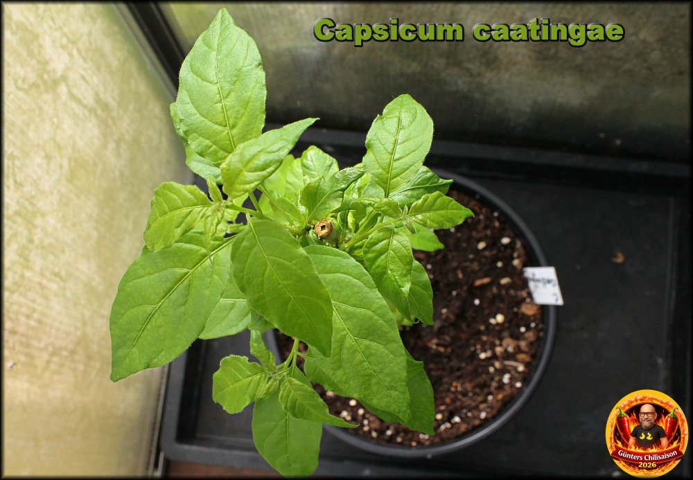Capsicum caatingae 15052026__.jpg