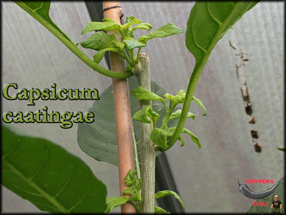 Capsicum caatingae 27092025_.jpg