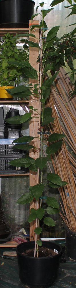 Capsicum caatingae.JPG