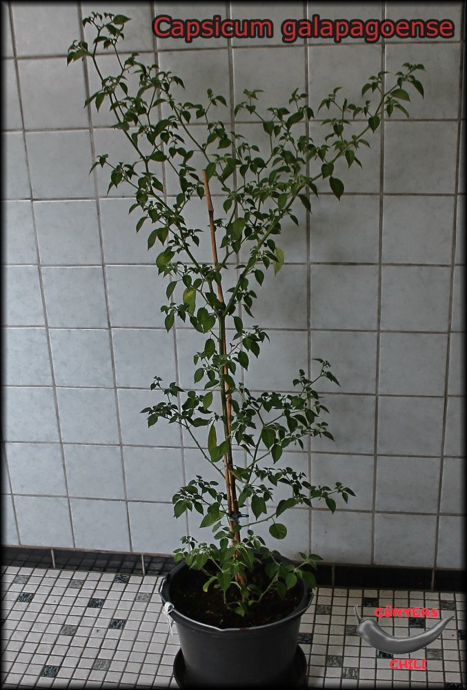 Capsicum galapagoense 18102021_.jpg