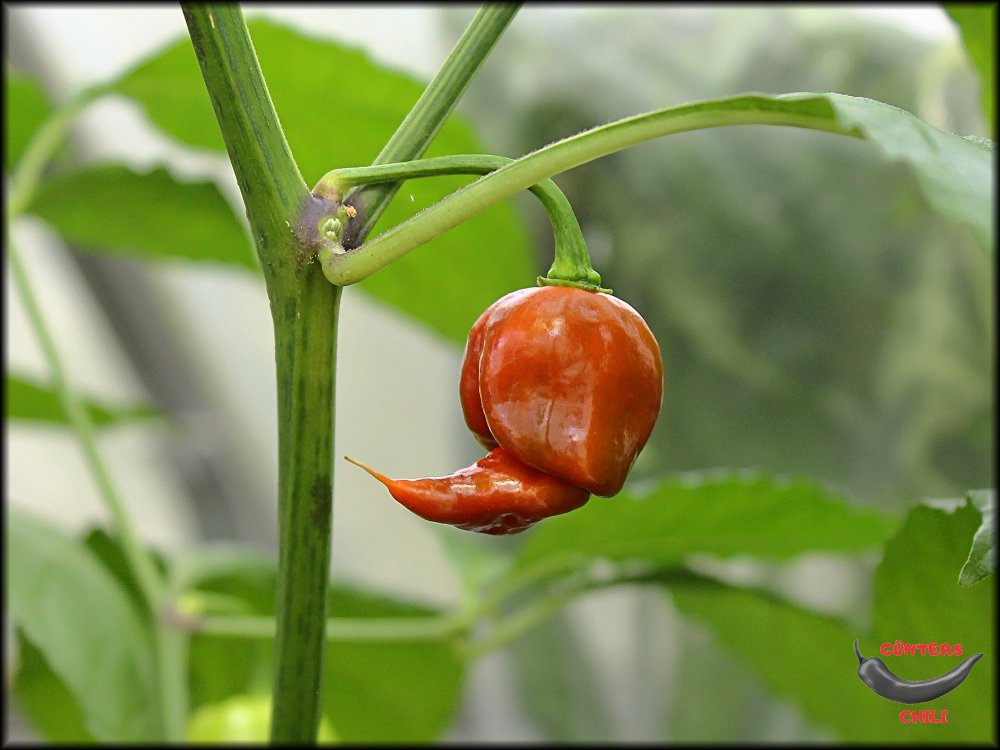 Carolina Reaper Braun 07102021_.jpg