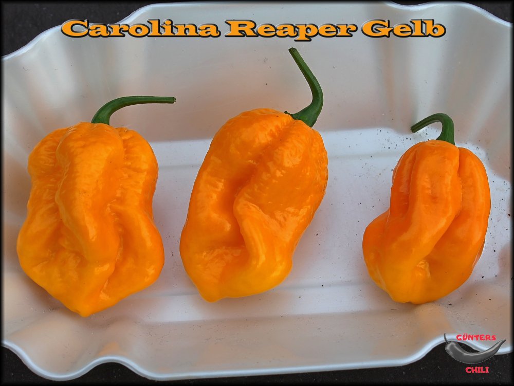 Carolina Reaper Gelb_.jpg