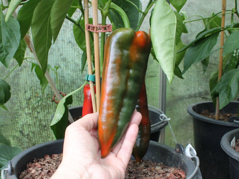 Cascadura Pepper 05082025.JPG