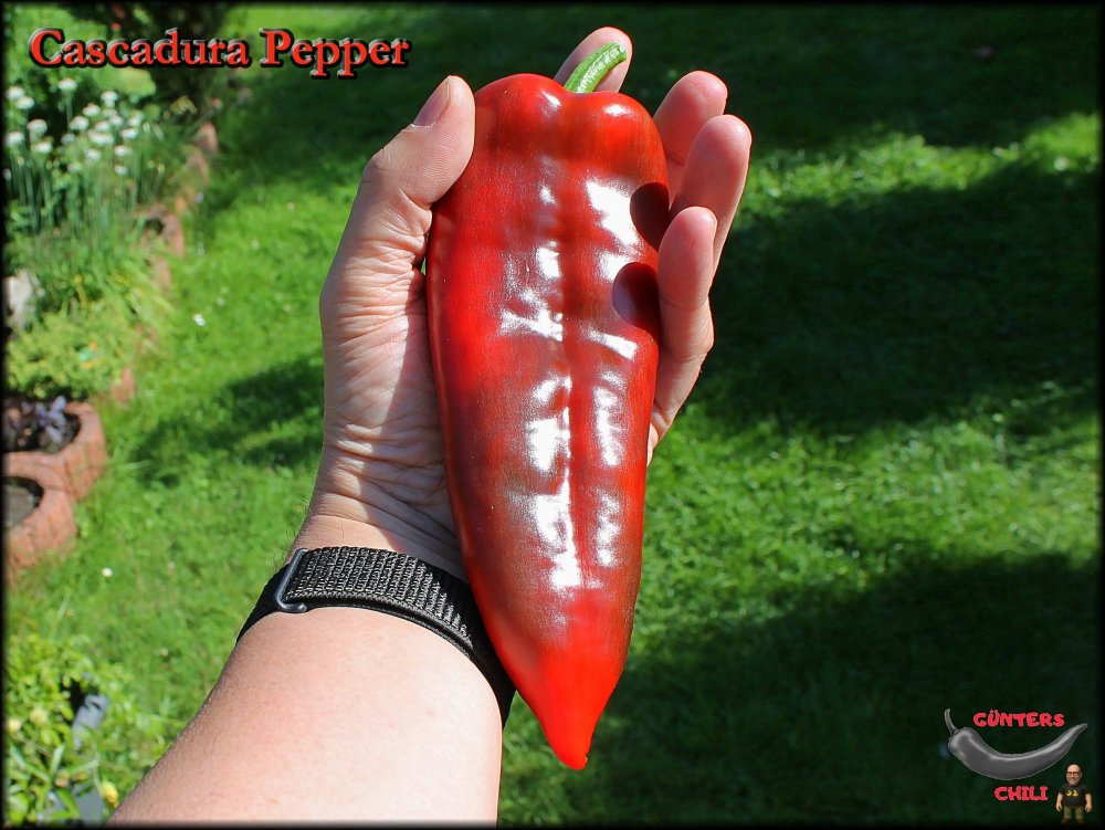 Cascadura Pepper 11082025_.jpg