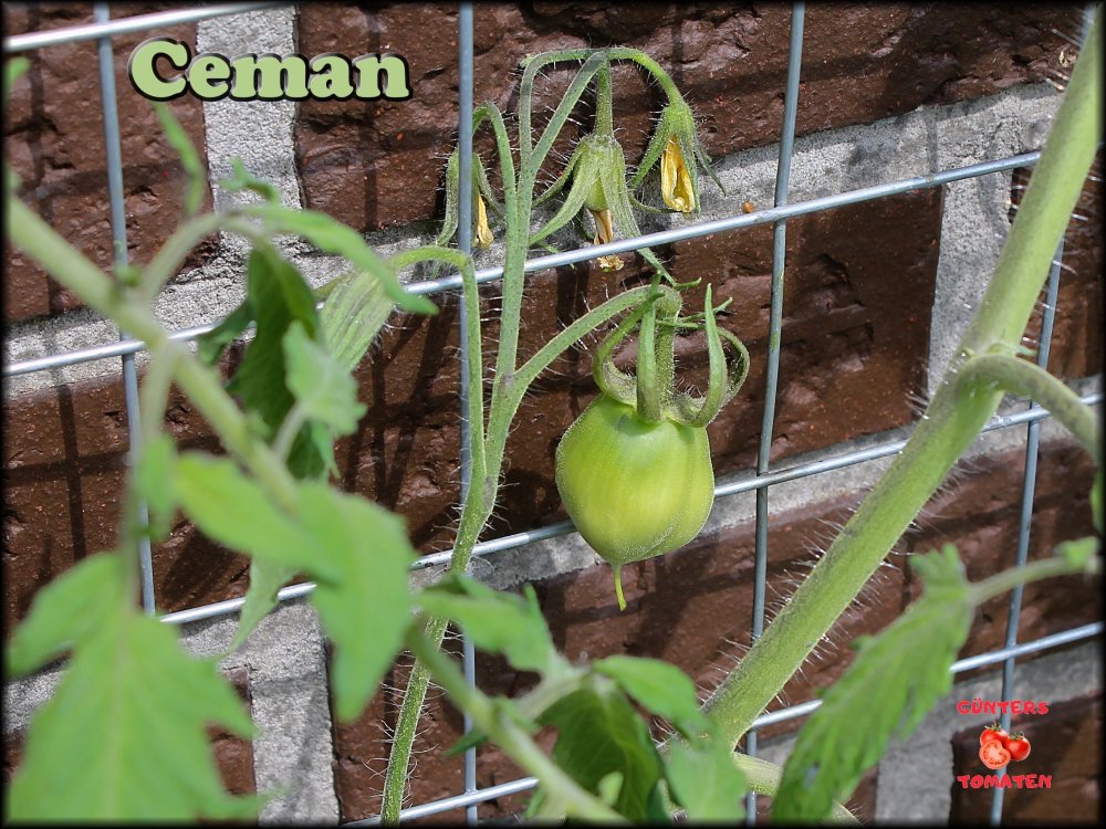 Ceman_26052022_.jpg