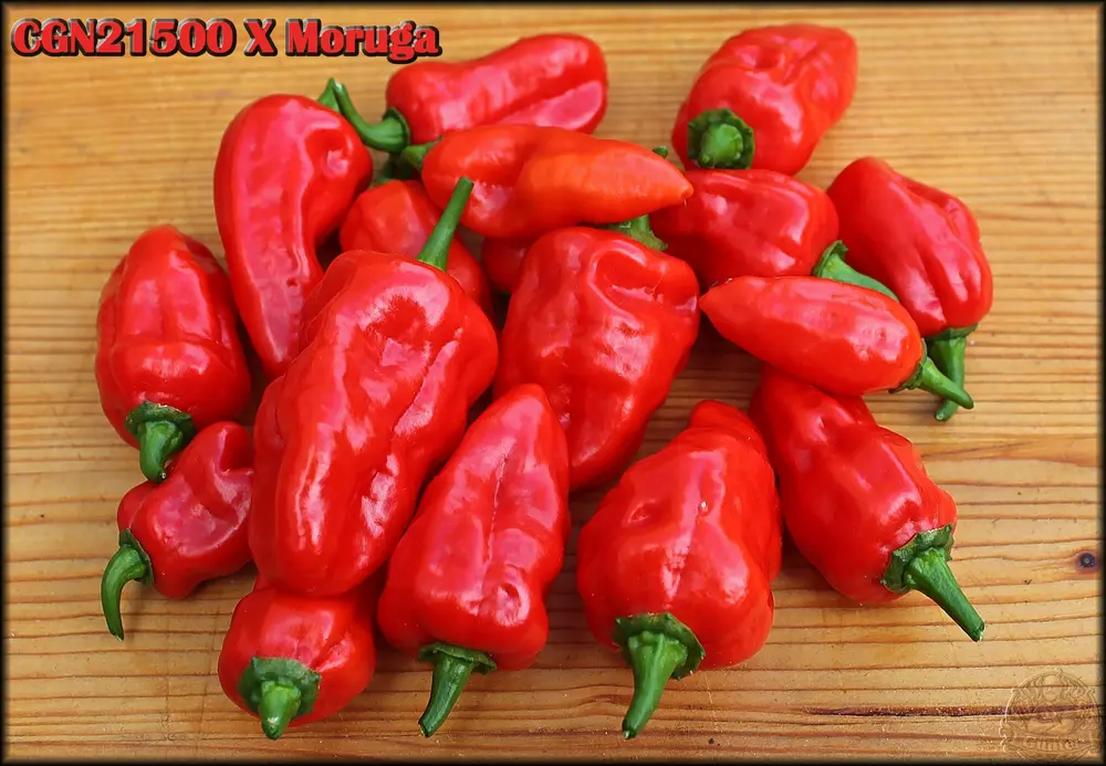 CGN21500 X Moruga 14092026_ .webp