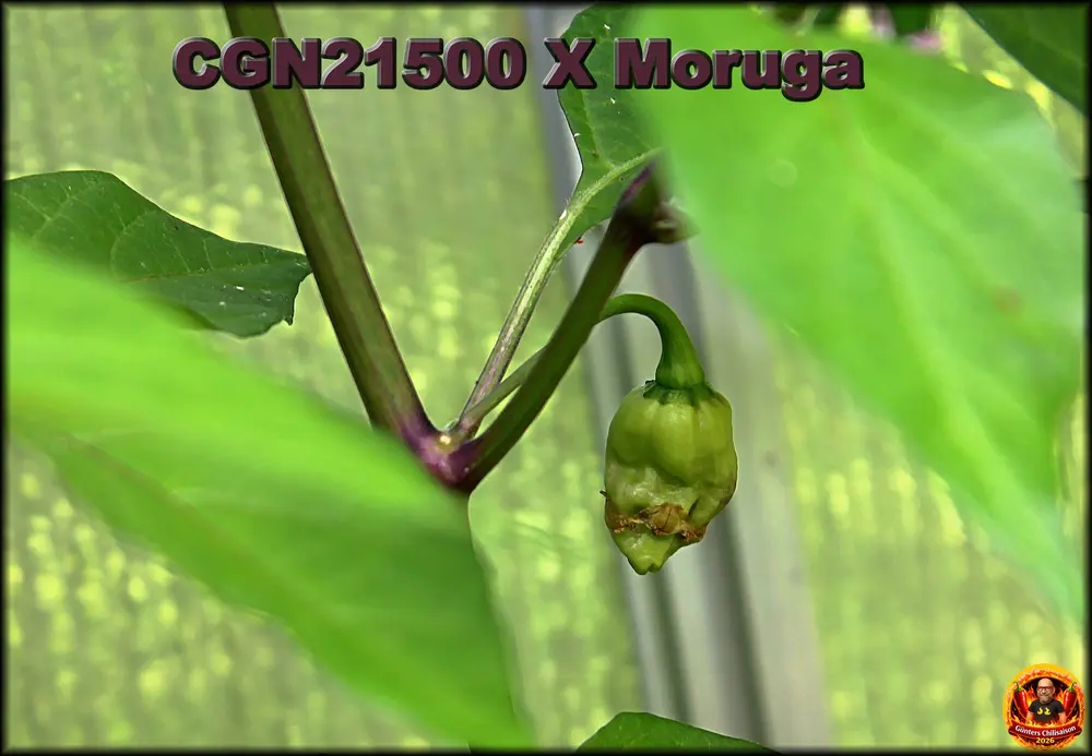 CGN21500 X Moruga Beere_.webp
