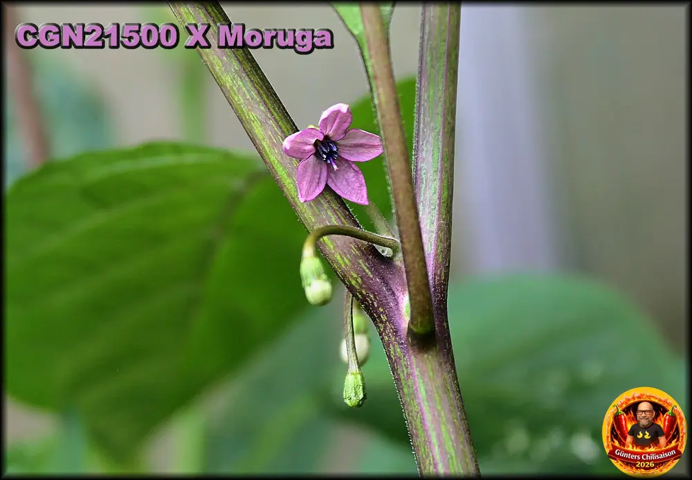CGN21500 X Moruga Blüte_.webp