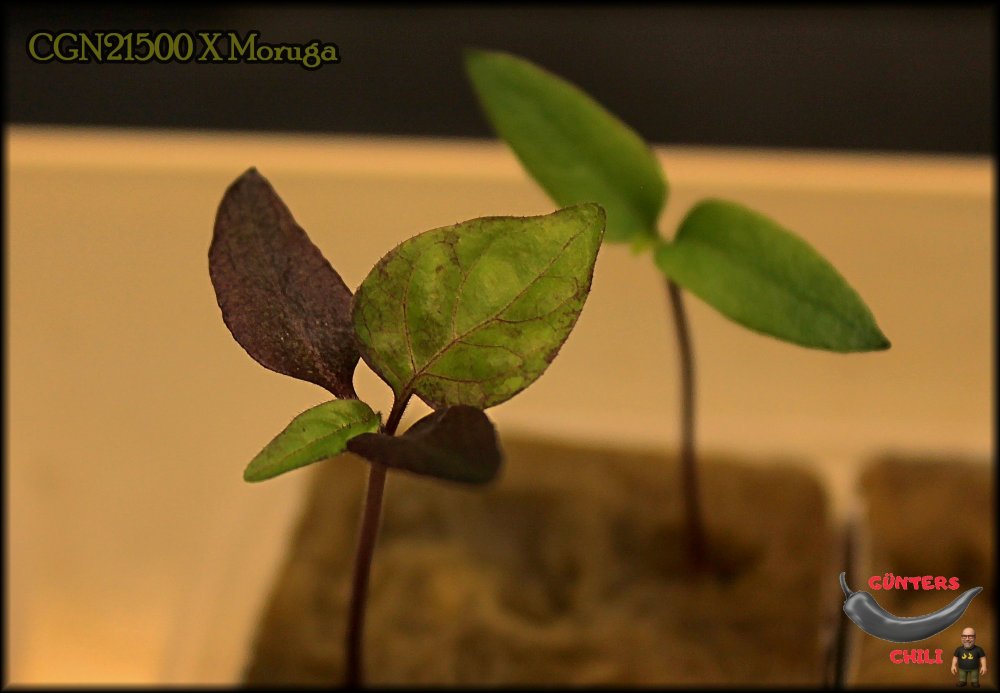 CGN21500 X Moruga_.jpg