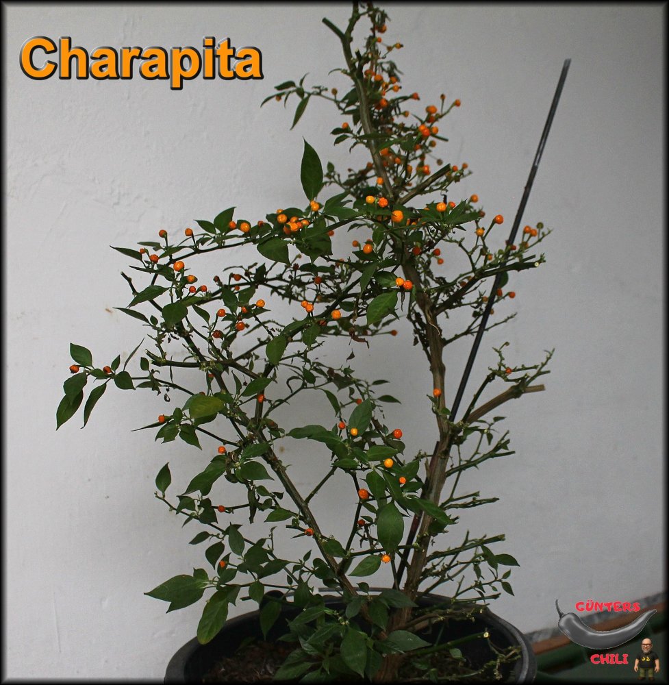 Charapita 22122025_.jpg