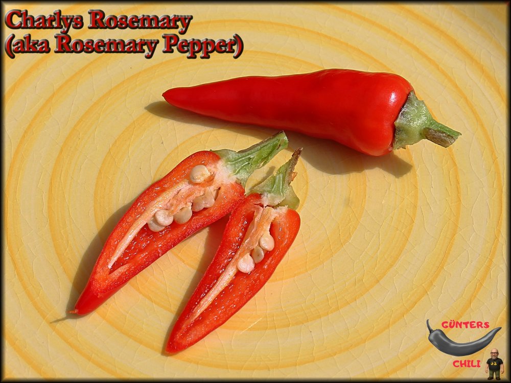 Charlys Rosemary_07072025_.jpg