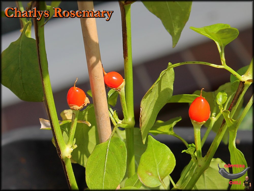 Charlys Rosemary_19062025_.jpg