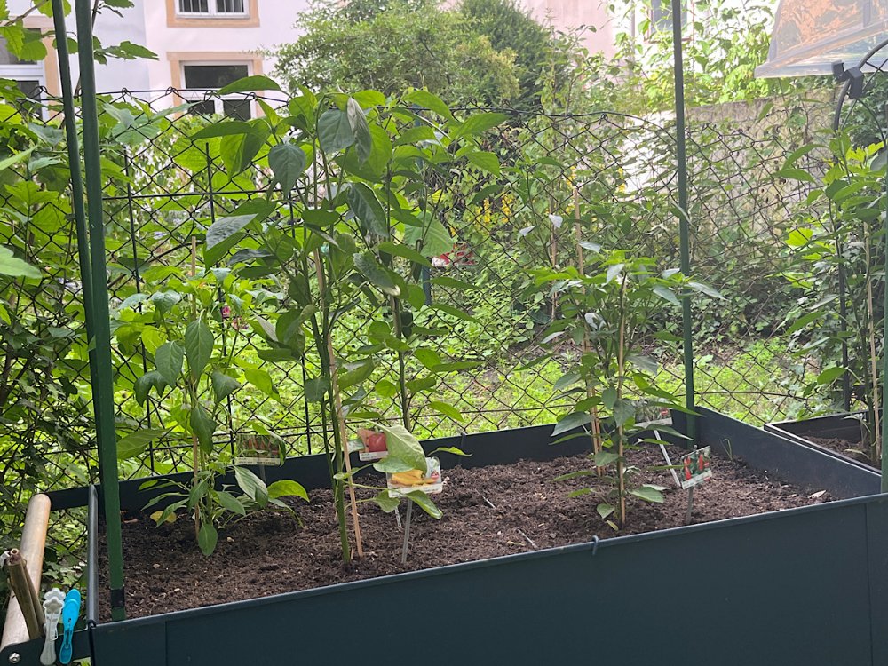 Chili1uebersicht.jpg